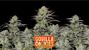 Gorilla Cookies FF Plants Seed Week-by-Week Guide