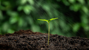 The Ultimate Guide to Watering Your Plants Plants for Maximum Growth and Return