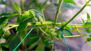 Low Stress Training (LST) Auto Guide 