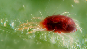 How to Get Rid of Spider Mites on Plants Plants?