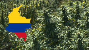 Colombia Legalizes the Export of Plants, Strengthening the Sector