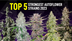The 5 Strongest Auto Seeds