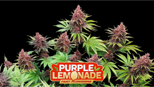 Purple Lemonade FF Plants Seed Week-by-Week Guide
