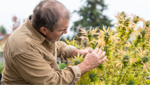 California’s Farmers Let Their Plants Rot in the Fields