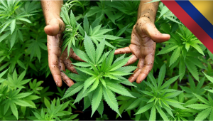 Colombia Poised to Become Leading Exporter of Plants