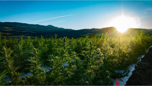 The Ultimate Guide to Growing Auto Plants Outdoors