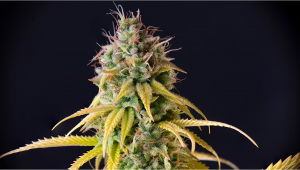 Vanilla Kush Plants Seed Week-by-Week Guide