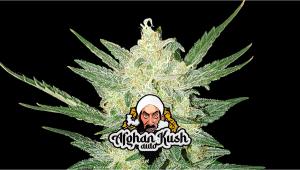 Afghan Kush Auto Plants Seed Week-by-Week Guide