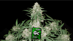Green Crack Auto Plants-Sorte: Woche-für-Woche-Anleitung