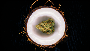 Fast Buds: Plants Infused Coconut Oil - Why We Switched From Cannabutter, The Best Ways To Make It (Including The Best Gadgets), And Our Top 3 Recipes