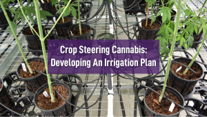 Crop Steering Plants: Developing an Irrigation Plan