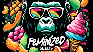 Limited-edition Fem Photoperiod Seeds Now Available! 