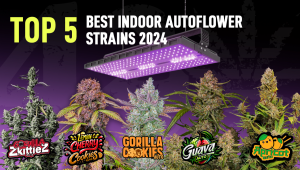 The Top 5 Best Indoor Auto Seeds