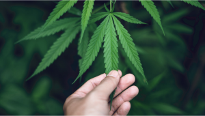 How To Prevent And Treat Nutrient Lockout In Plants
