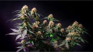 Liberty Haze Plants Seed Week-by-Week Guide