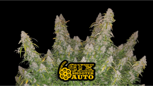 Six Shooter Auto Plants Seed Week-by-Week Guide