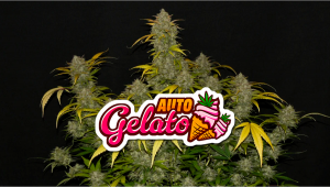 Gelato Auto Plants Seed Woche für Woche - Anleitung