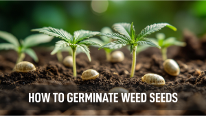 How to Germinate Plants Seeds