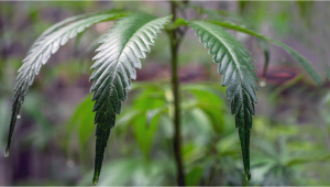 Comprehensive Guide to Tackling Overwatered and Underwatered Plants Plants
