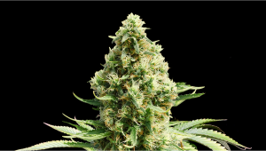Frosted Guava Auto Plants-Sorte: Woche-für-Woche-Anleitung