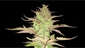 Auto Mazar Plants Seed Week-by-Week Guide
