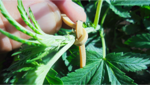 Low Stress Training (LST) Auto Plants - When to Start LST Plants Plants