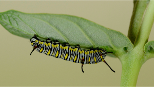 Most Common Pests in Plants: Caflavorillars