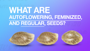 Was sind Selbstblühend, Feminisiert und Regular Samen?