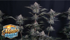 Mendo Frost Auto: Power Meets Collaboration