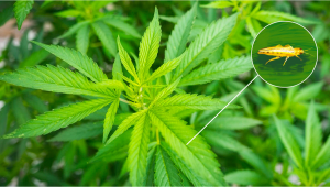 Schädlinge bei Plants: Thripse