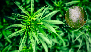 Die häufigsten Schädlinge bei Plants - Echter Mehltau erkennen & vorbeugen