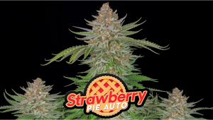 Strawberry Pie Auto Plants Seed Week-by-Week Guide