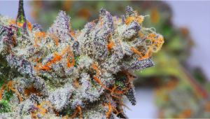 Top 5 Strongest Auto Seeds