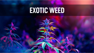 What is Exotic Plants?