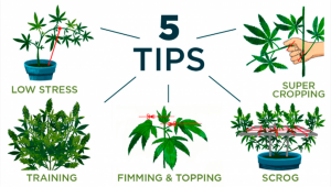 5 Top Tips On Training Your Plants Plants