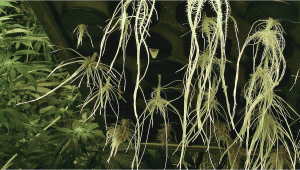 How To Identify And Treat Plants Root Problems