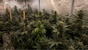 Latest Update on Lemon Cherry Cookies Auto Production Run