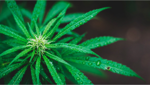 What to Do if Your Plants Stash Gets Wet?
