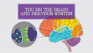 strength Effects On Your Brain and Nervous System