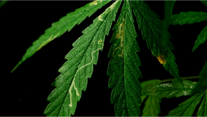 Most Common Pests In Plants: Leaf Miners