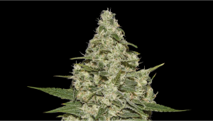 Super Lemon Haze Auto Plants Seed Week-by-Week Guide