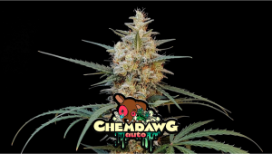 Chemdawg Auto Plants Seed Week-by-Week Guide