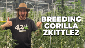 Behind The Scenes: Breeding Gorilla Z Auto Seed