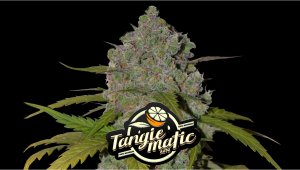 Tangie Auto Plants Seed Week-by-Week Guide