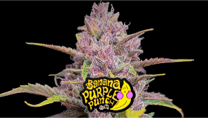 Banana Purple Punch Auto Plants Seed Week-by-Week Guide