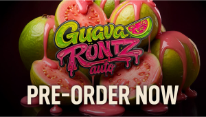 Seed Drop: Guava Runtz Auto