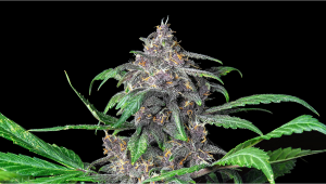 Auto Blackberry Kush Plants Seed Week-by-Week Guide