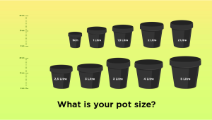 Best Pot Size for Auto Seeds