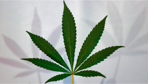 Biggest Joint Ever - The Craziest Plants Related World Records
