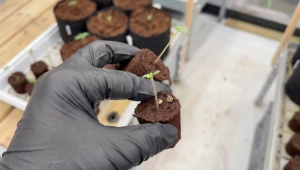 How We Plant Seedlings in Coco Coir at Our Facilities